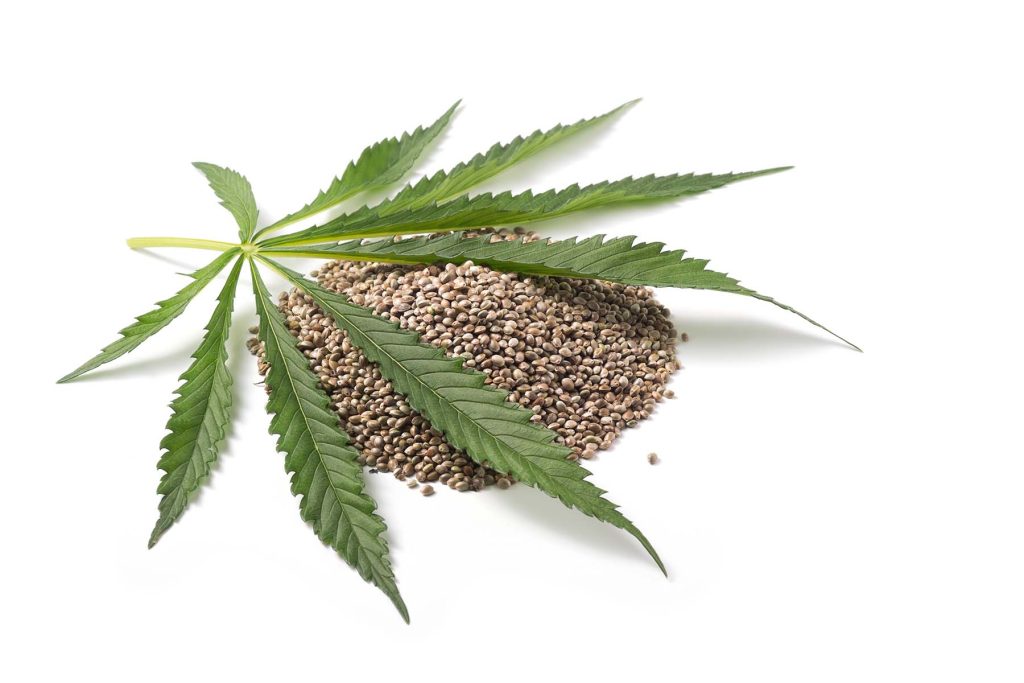 Hemp seed oil boosts the immune system's ability to fight off infections