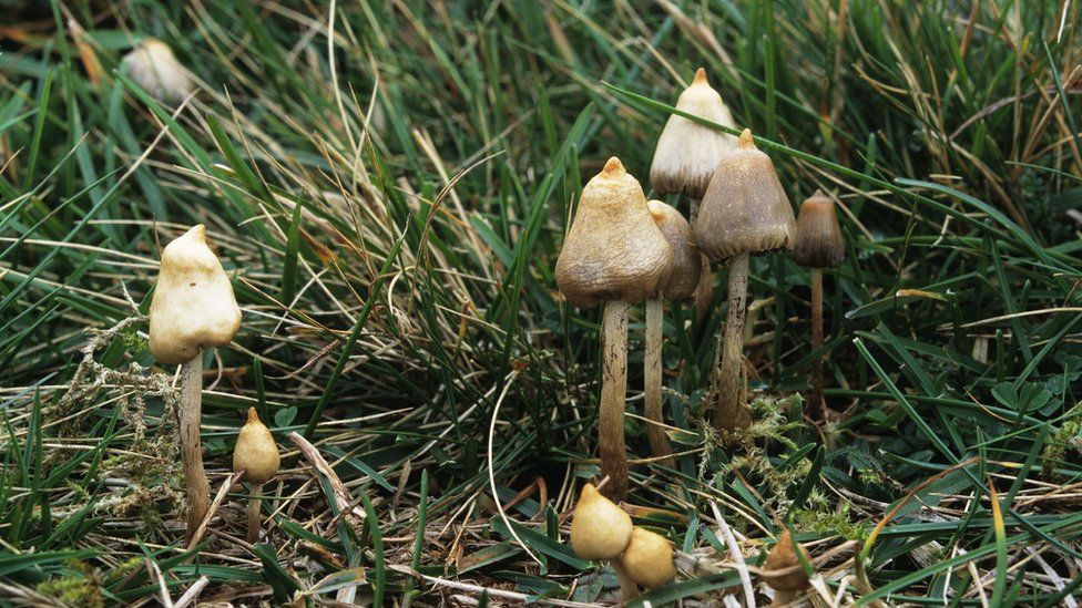 where to buy shrooms